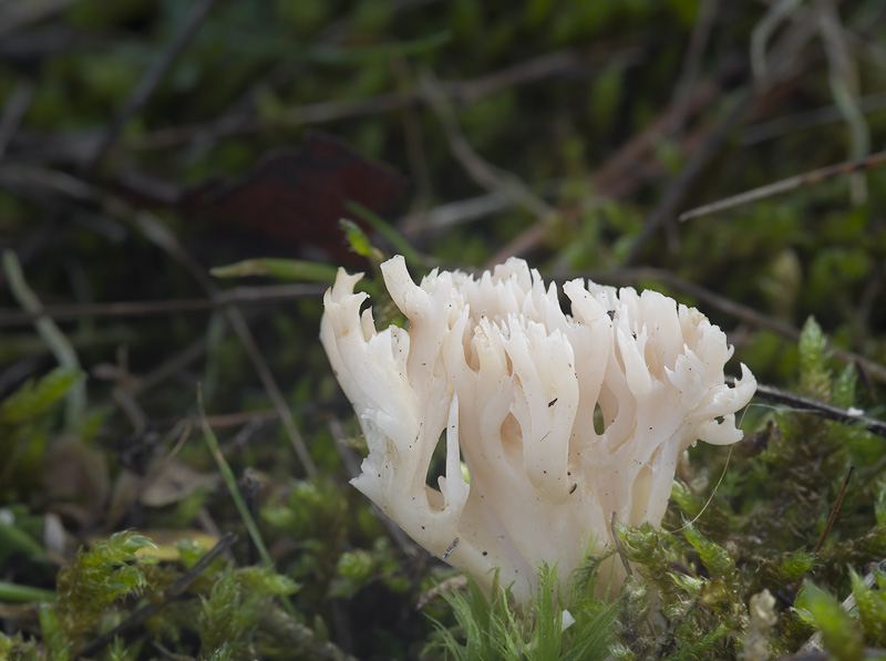 Ramaria gracilis